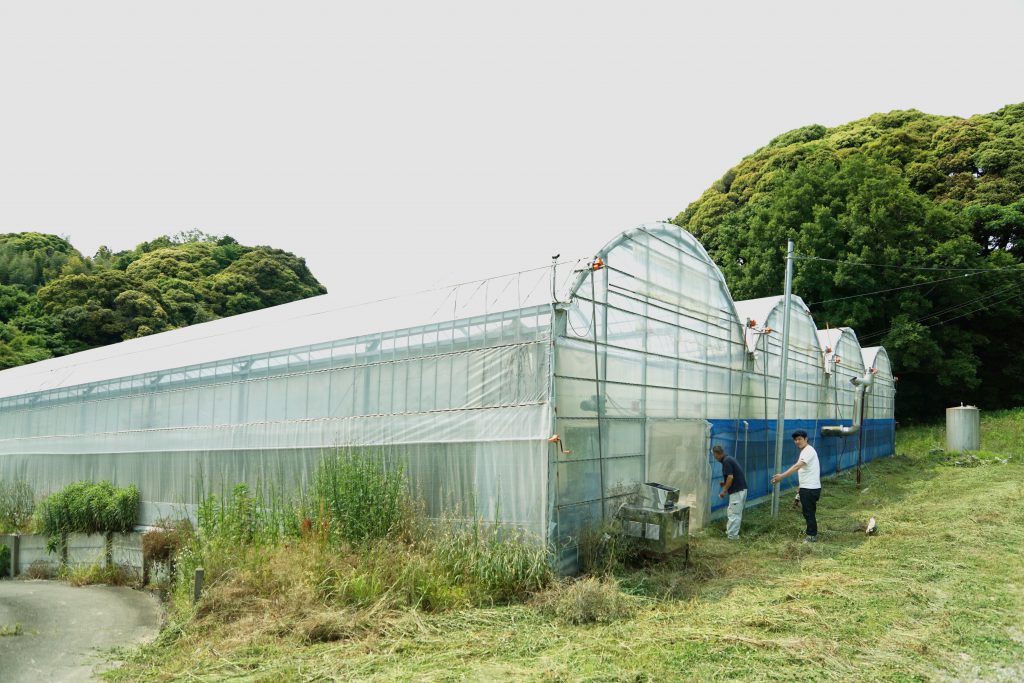 ブカマッシモのオーナーシェフが心底惚れているトマト 静岡県掛川市石山農園幻のトマト 生産地訪問 Murakami Blog